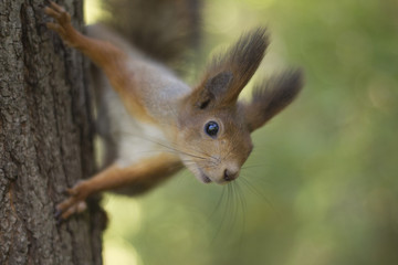 The red squirrel holds paws a tree