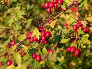 Reife Hagebutten sorgen für rote Farbtupfer im Herbst