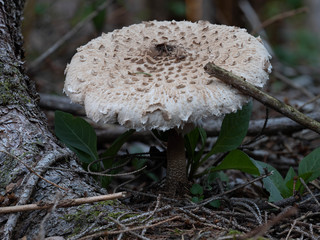 Parasol auch Riesenschirmling bezeichnet