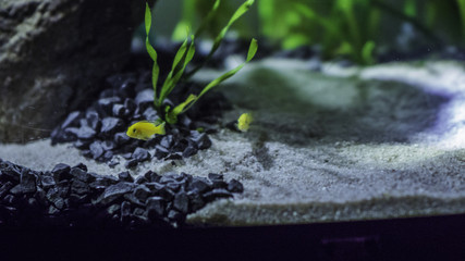 Malawi Lake at home / Aquariumn / Fishtank