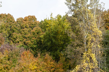 Fototapeta premium trees in autumn