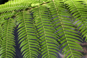 green ferns background pattern