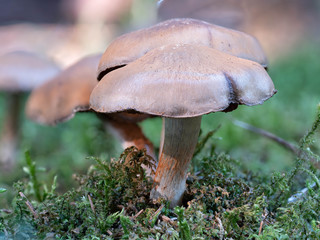 Bitterer Schleimkopf