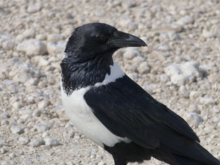 Schildrabe Namibia