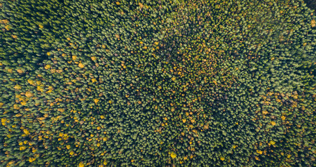 Aerial view of a car on the road. Autumn landscape countryside. Aerial photography of autumn forest with a car on the road. Captured from above with a drone. Aerial photo. Quadcopter. Aerial car view