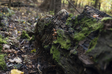 Fototapeta na wymiar mushroom in forest