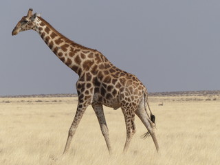 Giraffe Namibia