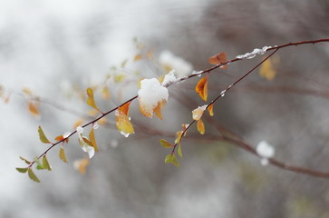 Frozen branch of a tree with red leaves