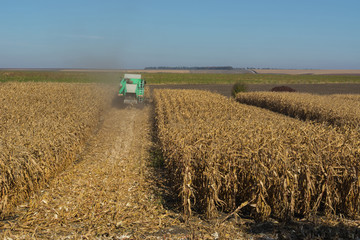 harvesting corn by a combine on a field against a clean, blue sky