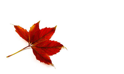 autumn leave on a white background