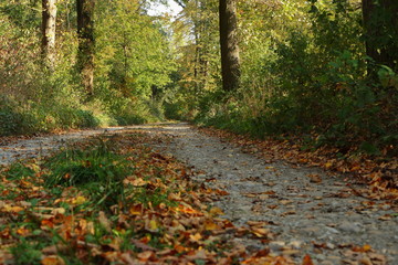 Straße im Herbst