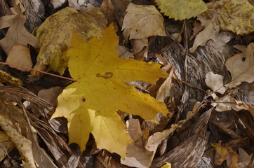 Yellow maple leaf on the background of old leaves
