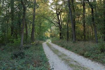 Obraz premium Straße im Wald