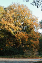 farbiges Herbstlaub am Baum