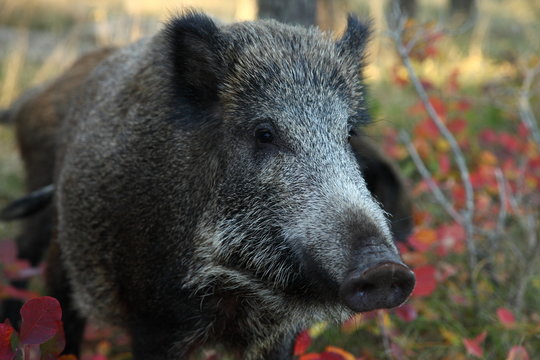 young wild pigs/ young wild pigs in the autumn forest