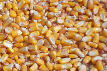 Corn KS