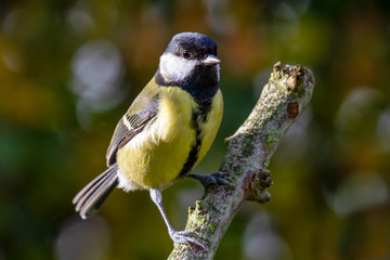 European Great Tit (Parus Major) perched on branch with autumn background