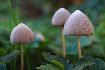 hellbrauner Pilz am Waldboden