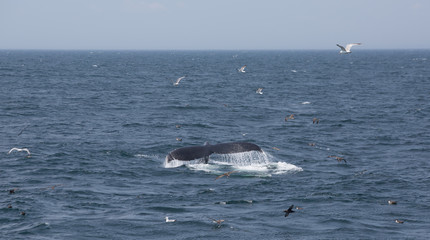 Fototapeta premium The tail of Humpback Whale in Cape Cod, USA