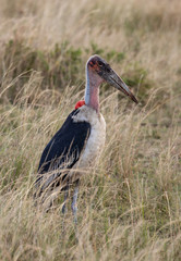 Male marabou stork, Leptopilos crumeniferus,  in the tall grass of the savanna in Africa