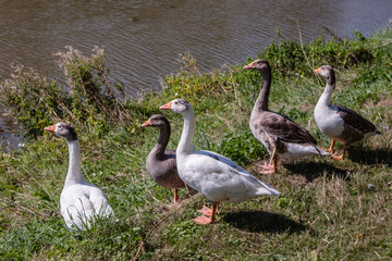 5 wild geese on river bank