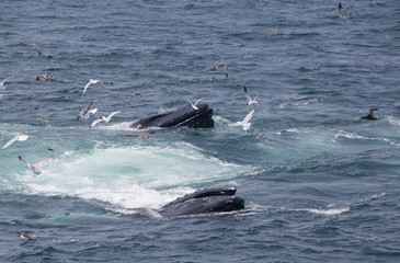Fototapeta premium Humpback Whales in Cape Cod, USA