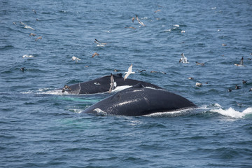 Fototapeta premium Humpback Whales in Cape Cod, USA