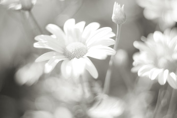 Chrysanthemum flowers as a background close up. Soft selective focus. Black and white. - Powered by Adobe