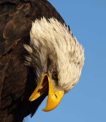 Weißkopfseeadler