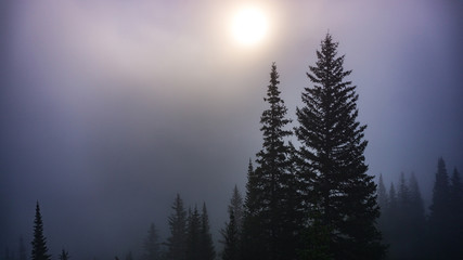 foggy sunrise in forest pines