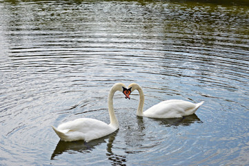 Pigeons depict the symbol of love