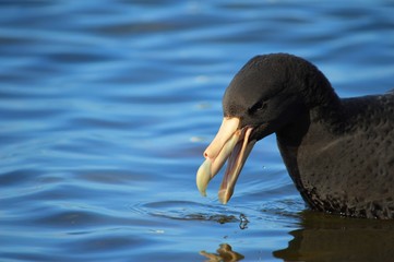 Southern Giant Petrel