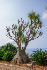 Jardin botanique - Baobab - Mad&egrave;re