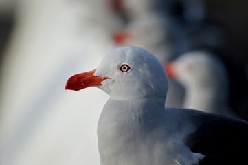 Gulls