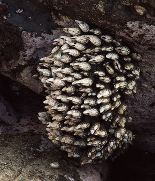 Barnacles Clinging to Rock