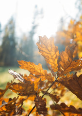 Autumn Leaves in park