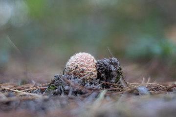Beautiful forest mushrooms in the thickets. Hats of ripe fruiting bodies of the fungus in the deciduous forest.