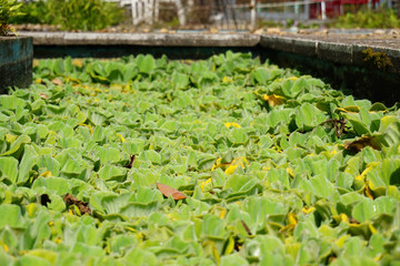 Jardin botanique - N&eacute;nuphars - Mad&egrave;re