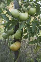 Pomidory na krzewie