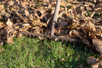 Raking dry leaves with gardening tools. Autumn cleaning on the lawn near the house.