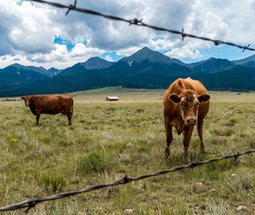 Cows in a Meadow