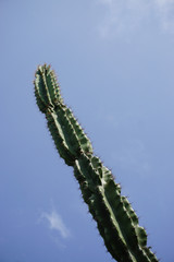 Jardin botanique - Cactus 9 - Mad&egrave;re