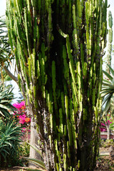 Jardin botanique - Cactus 6 - Mad&egrave;re