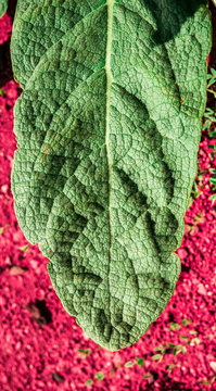 Leaf Texture on Pink Background