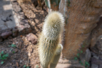 Jardin botanique - Cactus 3 - Madère