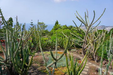 Jardin botanique - Cactus 2 - Mad&egrave;re