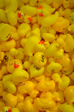 Yellow rubber ducks ready to race