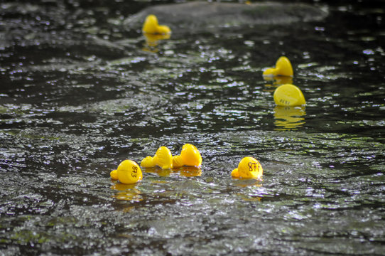 Yellow ducks competing at duck race 