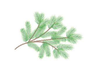 Green pine branch. Fir tree branch. Vector