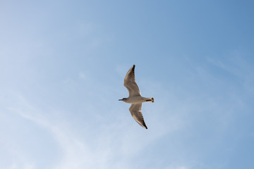 Seagull fly in sky up open wings